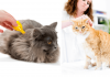 How To Get Rid Of Fleas On Cats