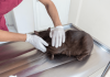 how to stop chronic diarrhea in cats