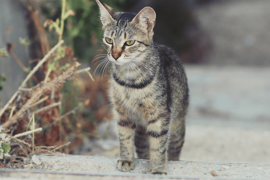 How to keep stray cats out of your yard