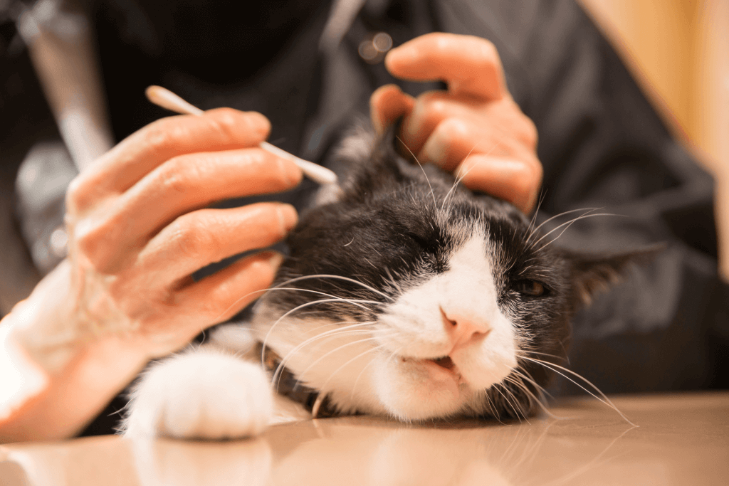 how to clean cats ears