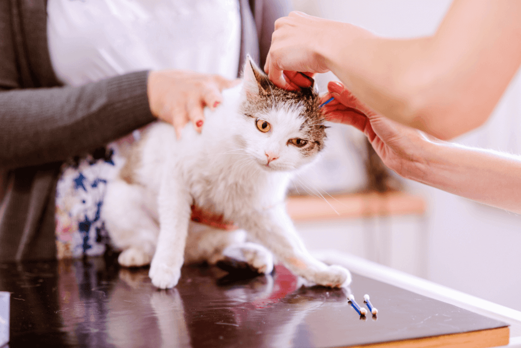 how to clean cats ears