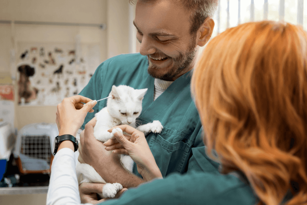 how to clean cats ears