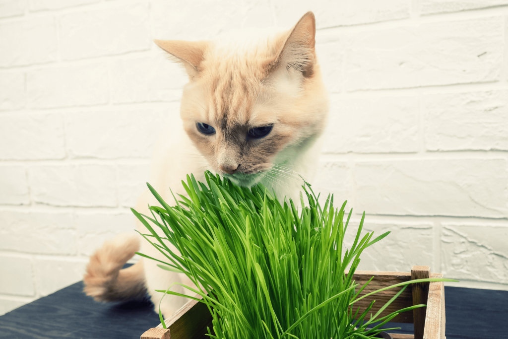 why do cats eat grass