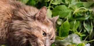 What Plants Are Poisonous To Cats