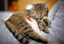 How Do Cats Purr? – The Meaning And Mechanism Of A Cats Purr How Do Cats Purr