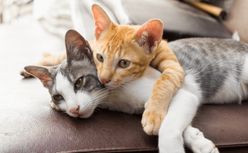 How To Get Cats To Get Along? 5 Effective Way How To Get Cats To Get Along