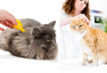 How To Get Rid Of Fleas On Cats? Make Your Cat Flea Free How To Get Rid Of Fleas On Cats