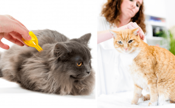How To Get Rid Of Fleas On Cats? Make Your Cat Flea Free How To Get Rid Of Fleas On Cats