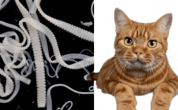 How To Get Rid of Tapeworms in Cats How To Get Rid of Tapeworms in Cats