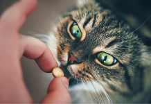 How To Give Cats Pills? Easy Technique How To Give Cats Pills