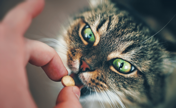 How To Give Cats Pills? Easy Technique How To Give Cats Pills