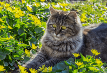 Tricks on How to Keep Cats Out of Flower Beds How to Keep Cats Out of Flower Beds