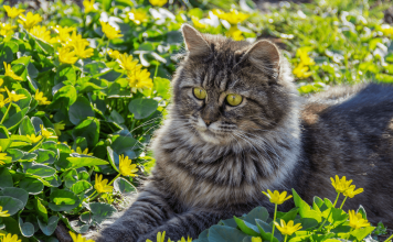 Tricks on How to Keep Cats Out of Flower Beds How to Keep Cats Out of Flower Beds