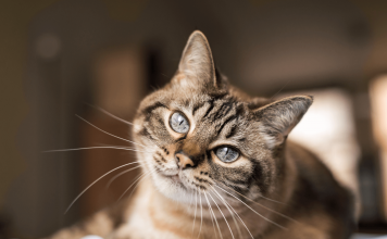 How To Get Rid of Cats? Easy 5 Methods How to get rid of cats