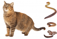 How To Treat Worms in Cats? 6 Ways to Deworm Cats How to treat worms in cats
