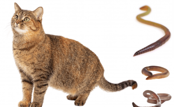 How To Treat Worms in Cats? 6 Ways to Deworm Cats How to treat worms in cats