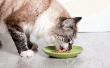 What Can Cats Eat? What Your Cats Can and Cannot Eat What Can Cats Eat