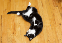 What Does Catnip Do to Cats? The Facts Each Cat Owner Must Know What does catnip do to cats