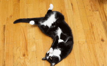 What Does Catnip Do to Cats? The Facts Each Cat Owner Must Know What does catnip do to cats