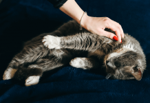 What is FIP in Cats? Symptoms & Diagnosing of FIP in Cats What is FIP in Cats