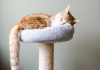 What is FIV in Cats? Symptoms, Treatment And Prevention What is FIV in cats