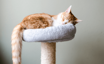 What is FIV in Cats? Symptoms, Treatment And Prevention What is FIV in cats