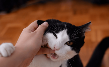 Why Do Cats Bite? Why Do Cats Bite