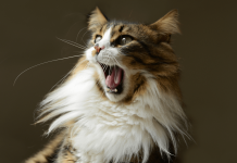 Why Do Cats Chirp? Why Do Cats Chirp