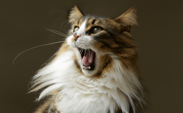 Why Do Cats Chirp? Why Do Cats Chirp