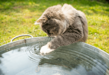 Understanding Why Do Cats Hate Water? Why Do Cats Hate Water