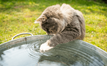 Understanding Why Do Cats Hate Water? Why Do Cats Hate Water