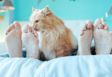 The Answer to Why Do Cat Lick Us? Why Do Cats Lick You