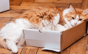 Why Do Cats Like Boxes? – Learn The Mysterious Facts About Your Cat Why Do Cats Like Boxes