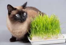 Understanding Why Do Cats Like Catnip Why Do Cats Like Catnip