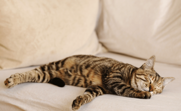 Understanding Why Do Cats Sleep So Much? Why Do Cats Sleep So Much