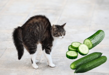 Why Is it That Cats Are Scared of Cucumbers? Why Is it That Cats Are Scared of Cucumbers