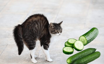 Why Is it That Cats Are Scared of Cucumbers? Why Is it That Cats Are Scared of Cucumbers