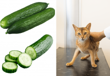 Why Are Cats Afraid Of Cucumbers And Other Things? Why are cats afraid of cucumbers