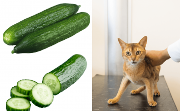 Why Are Cats Afraid Of Cucumbers And Other Things? Why are cats afraid of cucumbers