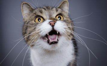 Why Do Cats Meow? Why do cats meow