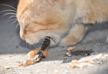 Why Do Cats Throw Up? – Cat Vomiting Treatment Why do cats throw up