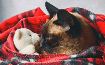 How Long Are Cats In Heat? The Heat Cycle of Cats how long are cats in heat