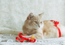 How Long Are Cats Pregnant? – Everything About The Cat’s Pregnancy how long are cats pregnant