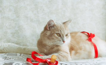 How Long Are Cats Pregnant? – Everything About The Cat’s Pregnancy how long are cats pregnant