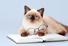 How long do cats live? – Facts you need to check today how long do cats live