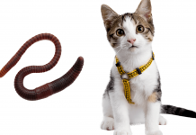 How To Get Rid of Worms in Cats? Best 4 Ways are Explain how to get rid of worms in cats