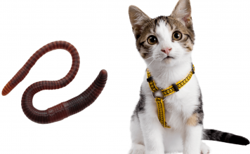 How To Get Rid of Worms in Cats? Best 4 Ways are Explain how to get rid of worms in cats
