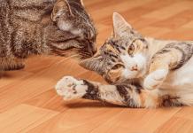 How Do You Successfully Introduce Two Cats? how to introduce cats