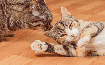 How Do You Successfully Introduce Two Cats? how to introduce cats