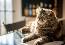 How To Keep Cats Off Counters? Keep Cats To Counters how to take cats off counters